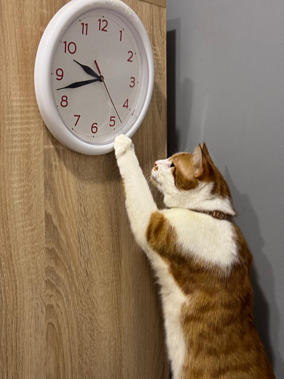 Pet Sağlık Takvimi ve Hatırlatmalar